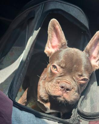 Bulldog francese esotico