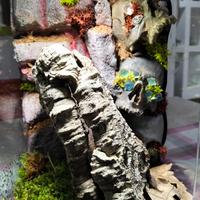 Terrario per migali 20x20x30 