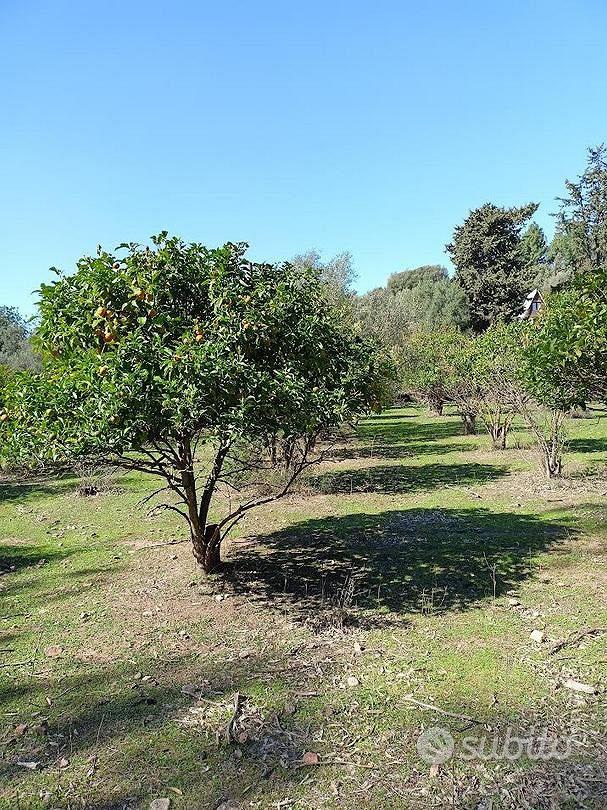 Terreno agricolo recintato di 21000 metri - Vista 2