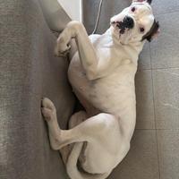 Boxer maschio per accoppiamento