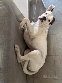 Boxer maschio per accoppiamento