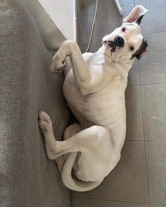 Boxer maschio per accoppiamento