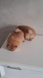Cuccioli di spitz pomerania micro
