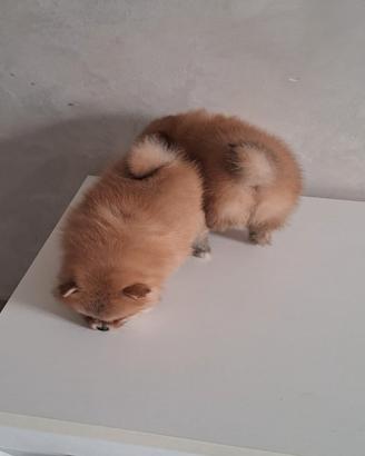 Cuccioli di spitz pomerania micro