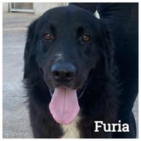 FURIA simpatico cagnolone adozione canile Latina