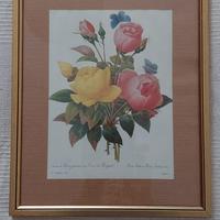 Quadri con stampe botaniche