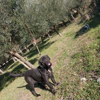 Femmina di mastino napoletano