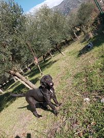 Femmina di mastino napoletano