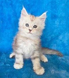 Cucciolo maine coon super silver con pedigree