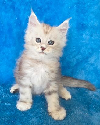 Cucciolo maine coon super silver con pedigree
