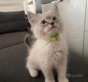 Ragdoll con Pedigree ENFI