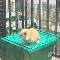 Coniglio ariete nano