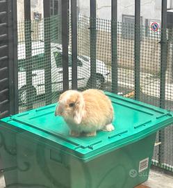 Coniglio ariete nano