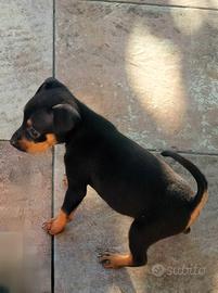Cucciola di Pinscher toy