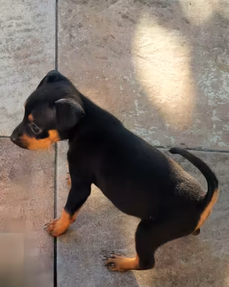 Cucciola di Pinscher toy