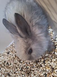 Conigli nani