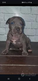 Pitbull tricolor e blue nose