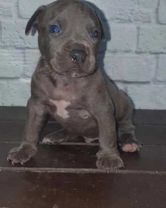 Pitbull tricolor e blue nose