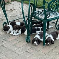 Cuccioli di cane Springer spaniel