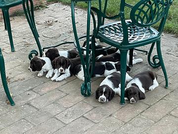 Cuccioli di cane Springer spaniel