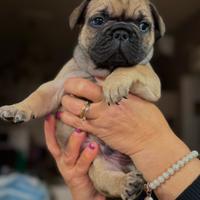 Bulldog francese