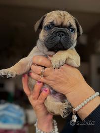 Bulldog francese