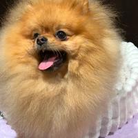 Pomerania