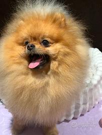 Pomerania