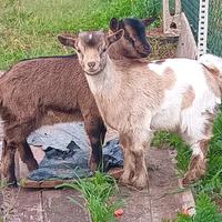 Caprette tibetane nane