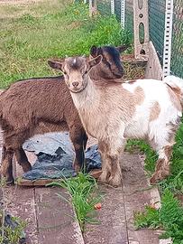 Caprette tibetane nane