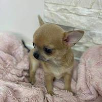 CHIHUAHUA TOY CUCCIOLI NOCCIOLO pag 12 rate