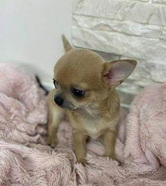 CHIHUAHUA TOY CUCCIOLI NOCCIOLO pag 12 rate