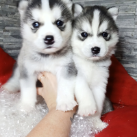 Siberian husky disponibili