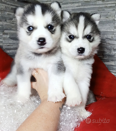 Siberian husky disponibili