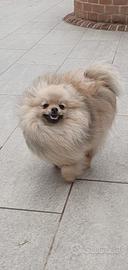 Volpino di pomerania pedigree