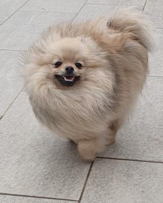 Volpino di pomerania pedigree