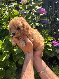 Cuccioli di maltipoo