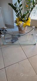 Teca per rettili in vetro 60 litri
