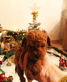 Cucciola barboncina Toy red