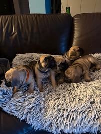 Cuccioli bulldog francese