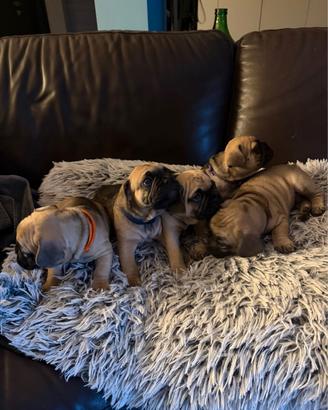 Cuccioli bulldog francese