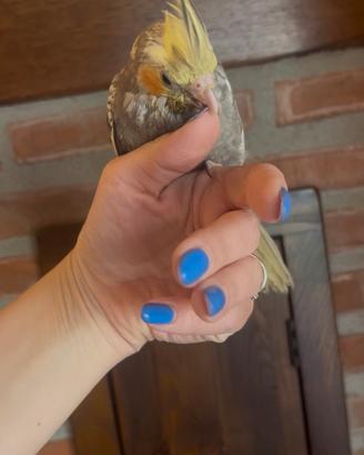 Calopsite allevato a mano