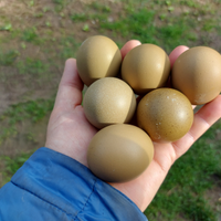 Uova verdi da cova. Olive Egger