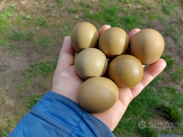 Uova verdi da cova. Olive Egger