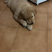 Cucciolo Golden Retriever