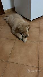 Cucciolo Golden Retriever