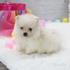 Cuccioli di spitz pomerania M e F