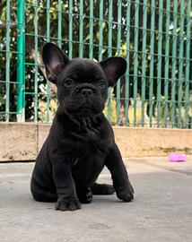 Cuccioli bulldog francese
