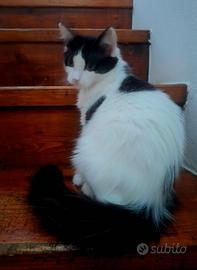 Gattina incrocio Ragdoll 