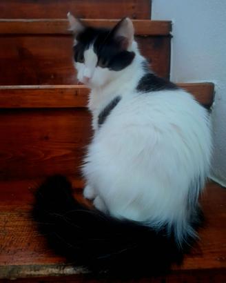 Gattina incrocio Ragdoll 